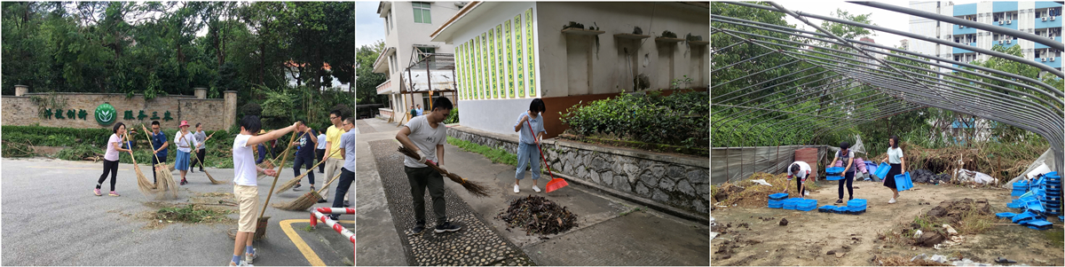 我院團員和青年職工積極參與台風災後院環境清理恢複工作