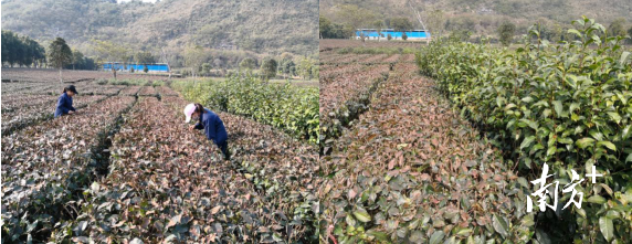 大葉種茶樹冬季修剪受凍後對比情況