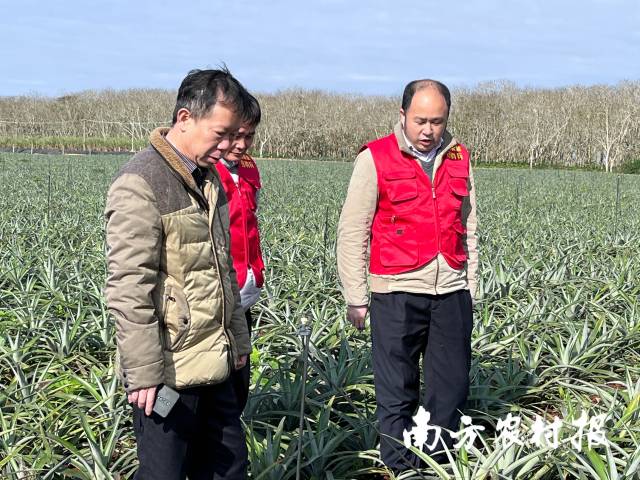 謝盛良（左）和劉傳和（右）下地指導菠蘿種植。