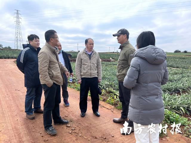 田間小分隊探討菠蘿種植技術。