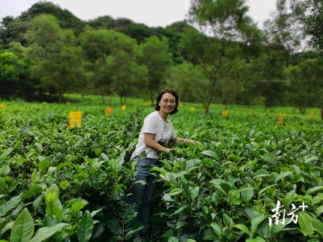 必威betways
茶葉研究所所長、廣東省茶葉產業技術體係創新團隊首席專家唐勁馳