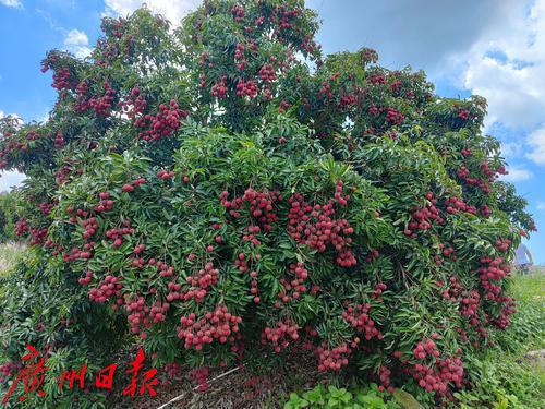 打造荔枝種業最強“芯”，優質荔枝品種“鳳山紅燈籠”通過全國熱帶作物品種委員會審定