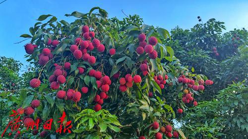 打造荔枝種業最強“芯”，優質荔枝品種“鳳山紅燈籠”通過全國熱帶作物品種委員會審定