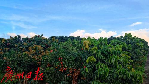 打造荔枝種業最強“芯”，優質荔枝品種“鳳山紅燈籠”通過全國熱帶作物品種委員會審定