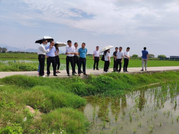 聯安鎮委餘海冰副書記、駐鎮幫鎮扶村工作隊、縣委黨校培訓班、科技特派員等一行調研鹽堿地水稻生長情況。