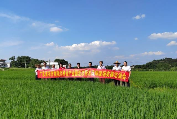 專家們在羅定市羅平鎮優質水稻種植示範基地進行技術指導。