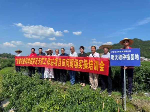 專家們在羅定市永峰農業有限公司辣椒種植基地現場實操培訓。