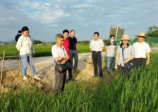 省農科院水稻所專家團隊在增城考察科旺公司優質水稻種植基地。