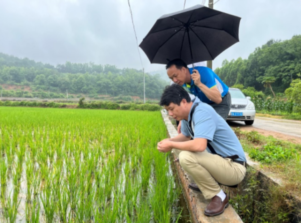 王曉飛等專家實地考察桐油村水稻生長情況。