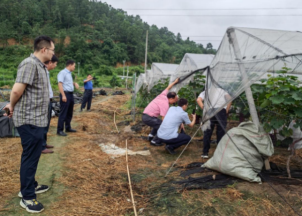 專家們深入田間地頭指導生產技術。