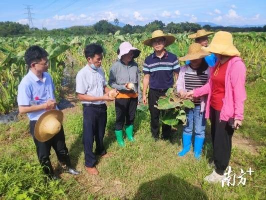 省農科院專家在英德橫石塘鎮開展災後複產技術指導。