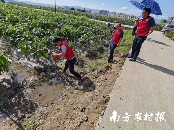 專家在檢查始興縣城南鎮茄子受災情況。