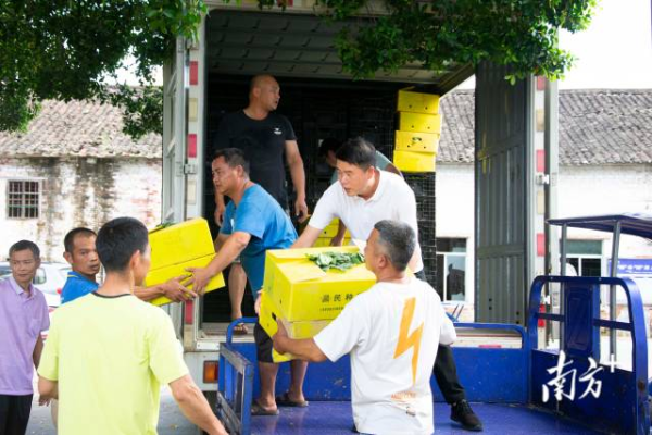 農戶從貨車上卸下菜秧 南方農村報 王俊濤 拍攝