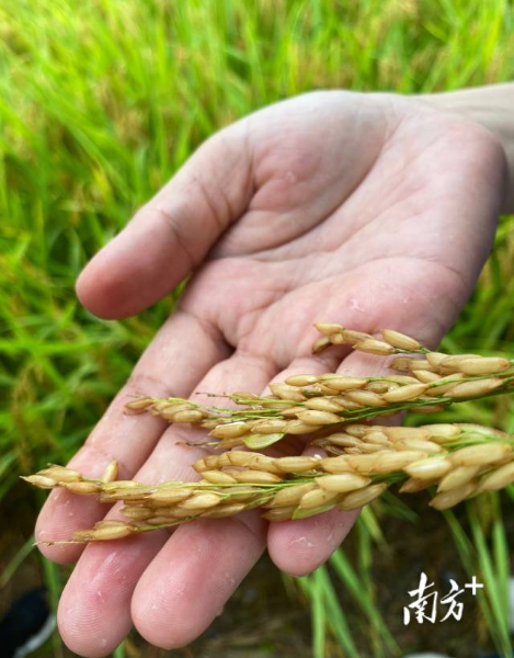 受雨水影響，稻穗出現發芽現象，對此專家建議搶收。