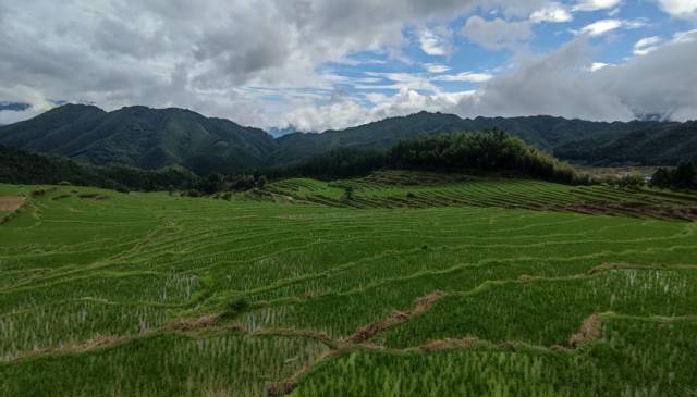 連山有機絲苗米種植基地。