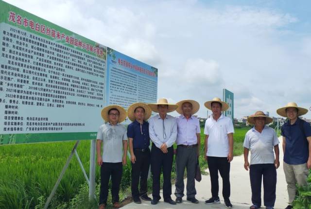 省農科院專家在電白區絲苗米產業園品種示範展示基地考察。