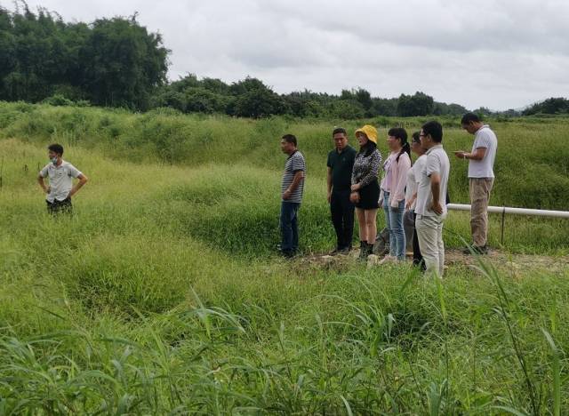 聯安鎮委餘海冰副書記、溫子君隊長、汕尾分院專家和科技特派員團隊在現場考察撂荒地情況。