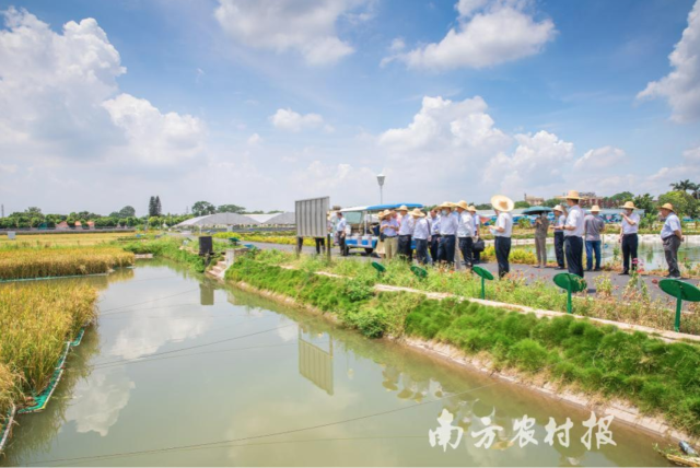 “東湧漁稻模式”得到多方關注