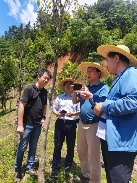 專家們在現場調查沉香樹黃野螟的發生為害情況。