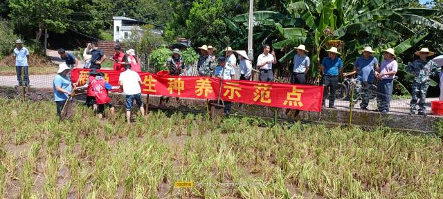 村民共享稻漁種養豐收喜悅