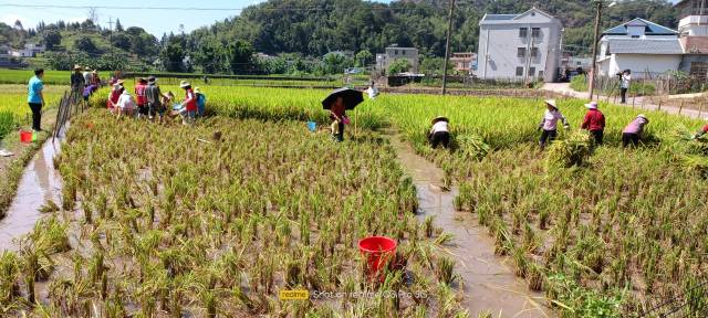 村民們在稻田裏收稻、抓魚