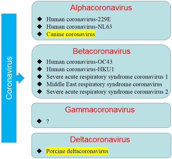 感染人類的冠狀病毒