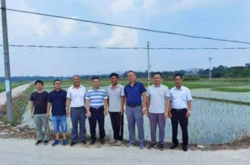 專家服務團隊在茂名市電白區水稻生產基地考察和土壤取樣。