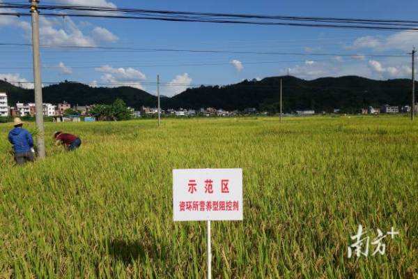 土壤調理劑應用技術使重金屬汙染農田重新種上了莊稼，實現安全利用。