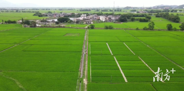 適合在我省推廣應用的各類改酸技術模式，在江門台山的酸化土壤改良示範基地集中展示。