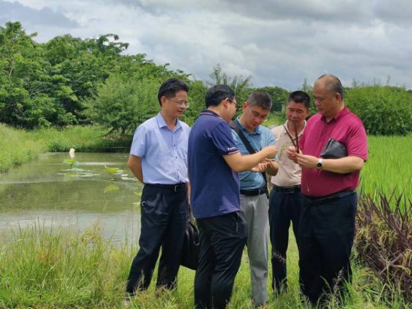 省農科院水稻研究所專家在現場調查水稻生長情況。