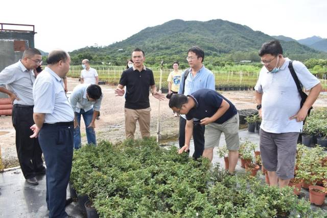 調研深圳市時代園林花卉有限公司月季病蟲害發生情況