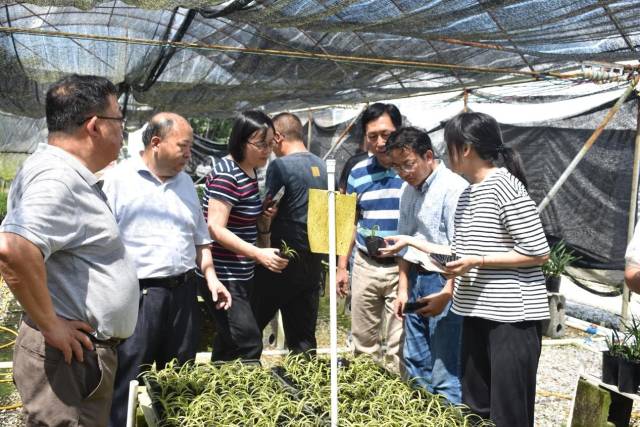 調研翁源縣蘭花國家現代農業產業園區企業蘭花病蟲害發生情況