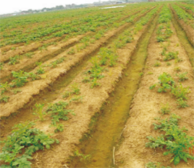 冬種馬鈴薯除草劑土壤殘留藥害診斷技術 (1).jpg