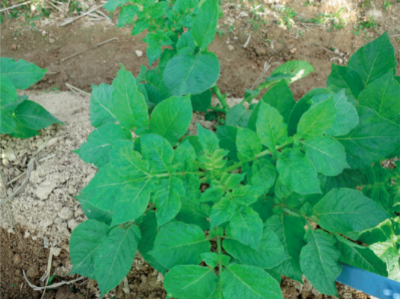 馬鈴薯病毒病綜合防控技術 (田間症狀).jpg