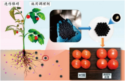 設施茄果類蔬菜連作障礙生態土壤調理劑的製備與應用技術.jpg