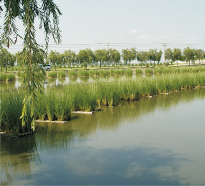 香根草水土保持和汙染水土修複技術.jpg