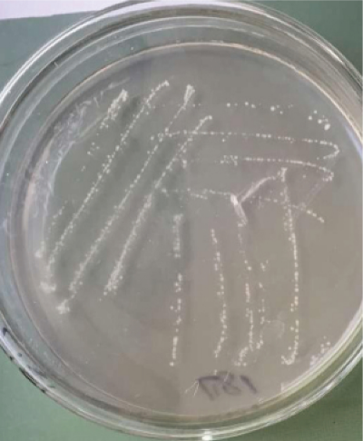 利用魚蝦原料生產富含新型生物刺激劑菌肥的關鍵技術 (1).jpg