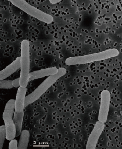 利用魚蝦原料生產富含新型生物刺激劑菌肥的關鍵技術 (2).jpg