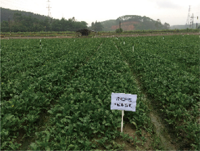 防病、促生功能微生物菌劑發酵工藝及產品應用 (2).jpg