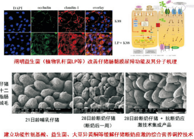 改善仔豬腸道健康的無抗飼糧配製技術.jpg