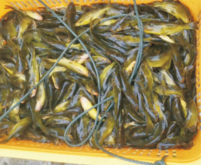 黃顙魚健康養殖營養調控關鍵技術 (1).jpg