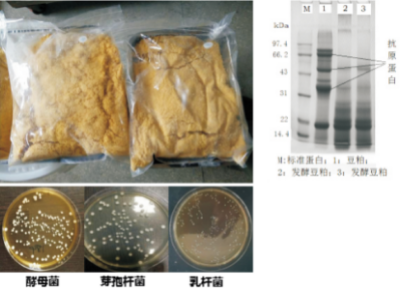 優質生物發酵飼料高效穩定化生產技術.jpg