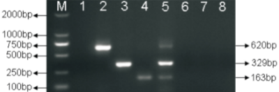 小反芻獸疫病毒、施馬倫貝格病毒和庫布病毒分子鑒別檢測技術.jpg