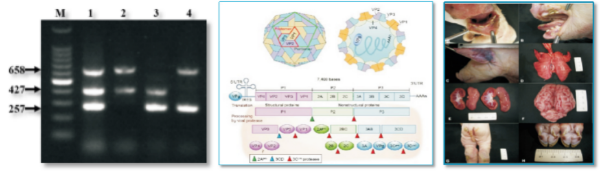 豬塞內卡穀病和口蹄疫的鑒別診斷技術.jpg