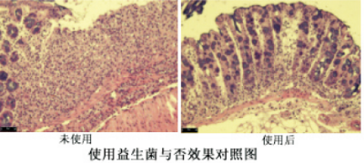 防治動物結腸炎產品的益生菌發酵技術.jpg