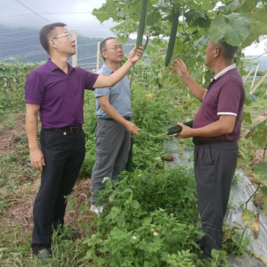 省農科院科技服務團隊專家陳俊秋（左一）和羅劍寧（左二）在田間查看作物長勢