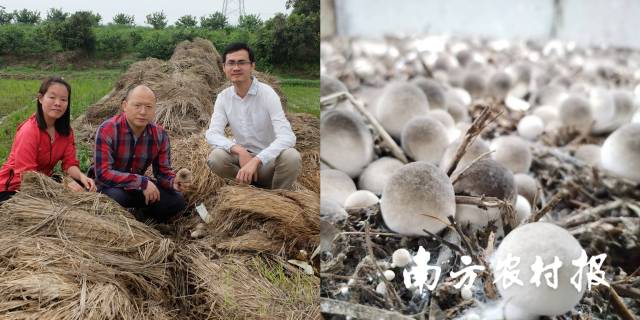 團隊進行野生草菇資源采集（左）  環保高效栽培草菇（右）