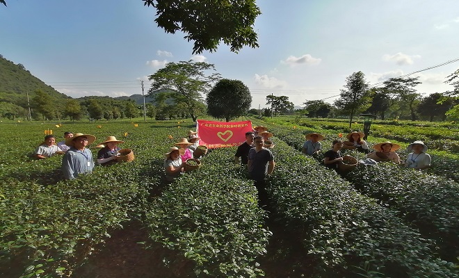 2021.9.4茶葉所開展首屆青年職工製茶（綠茶）技能競賽—采青.jpg