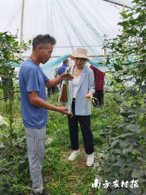 廣東省農科院蔬菜研究所葉菜、豆類資源與育種團隊副主任楊易（右二）給農戶講解豇豆栽種注意事項