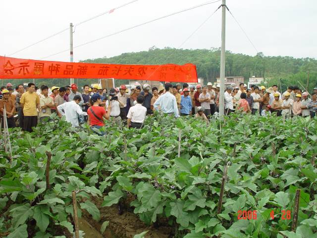 蔬菜所茄果類育種團隊到地方推廣茄子新品種。